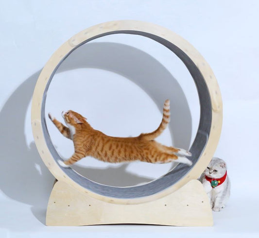 Spezielles Spielzeug für Katzenlaufband